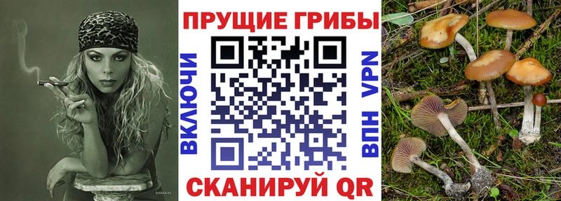 Купить где Балей Псилоцибиновые грибы Magic Shrooms
